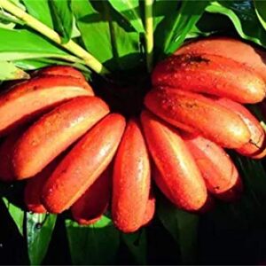 Rare Seeds 100pcs Banana Seeds Red Dwarf Tree Bonsai Fruit Decor Home Gardening Planting