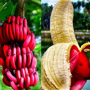 Rare Seeds 100pcs Banana Seeds Red Dwarf Tree Bonsai Fruit Decor Home Gardening Planting