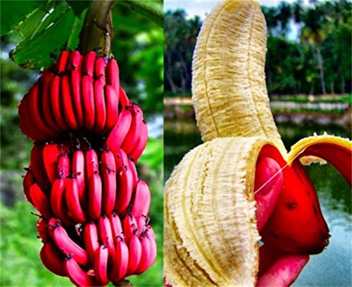 Rare Seeds 100pcs Banana Seeds Red Dwarf Tree Bonsai Fruit Decor Home Gardening Planting