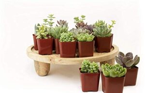 plants r us | 20 pack succulents in 2" grow pots-indoor/outdoor live plants and decor hardy & easy care