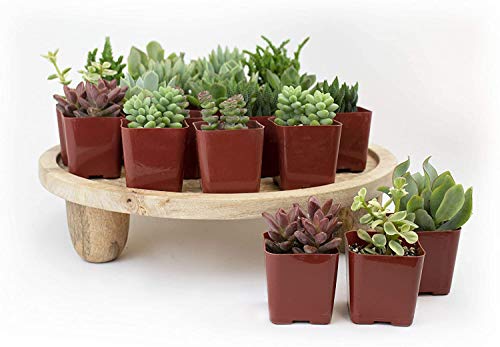 Plants R Us | 20 Pack Succulents in 2" Grow Pots-Indoor/Outdoor Live Plants and Decor Hardy & Easy Care