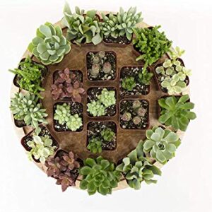 Plants R Us | 20 Pack Succulents in 2" Grow Pots-Indoor/Outdoor Live Plants and Decor Hardy & Easy Care