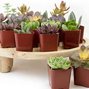 Plants R Us | 20 Pack Succulents in 2" Grow Pots-Indoor/Outdoor Live Plants and Decor Hardy & Easy Care