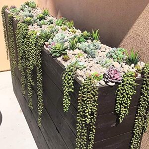 3pcs Artificial Fake String of Pearls Plant Faux Fake Hanging Succulents Plants