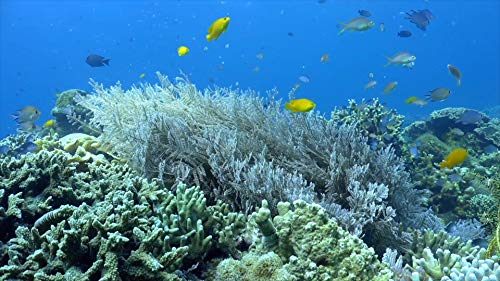 Ocean and Underwater DVD - Under And Above The Pacific Ocean - Fly Over Tropical Paradise - Row over Coral Reefs and Dive With The Turtles