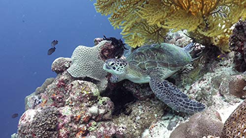 Ocean and Underwater DVD - Under And Above The Pacific Ocean - Fly Over Tropical Paradise - Row over Coral Reefs and Dive With The Turtles