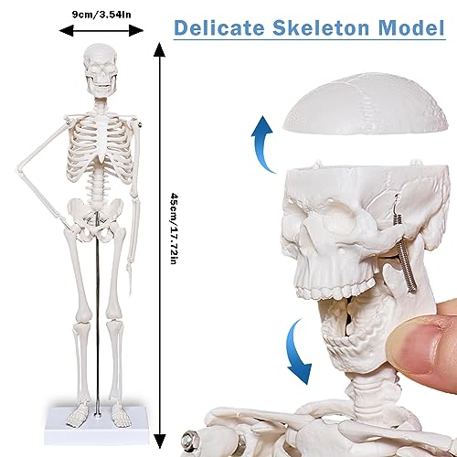 breesky Human Heart Torso and Skeleton Model 3D Model Study Tools for Anatomy and Physiology Students Sets of Three Human Anatomy Models Sciences Learning Kit for Kids