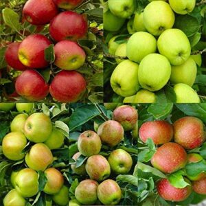 20 seeds of pink lady fuji gala honey crisp golden delicious native fruit apple tree seeds