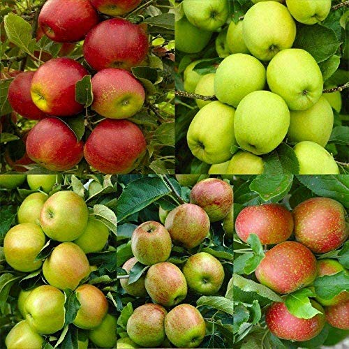 20 Seeds of Pink Lady Fuji Gala Honey Crisp Golden Delicious Native Fruit Apple Tree Seeds