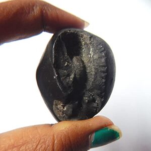 XUETZALCOATL Kurma Laxmi Navnidhi Purnachakra Purnagarbha Shaligram from Kali Gandaki