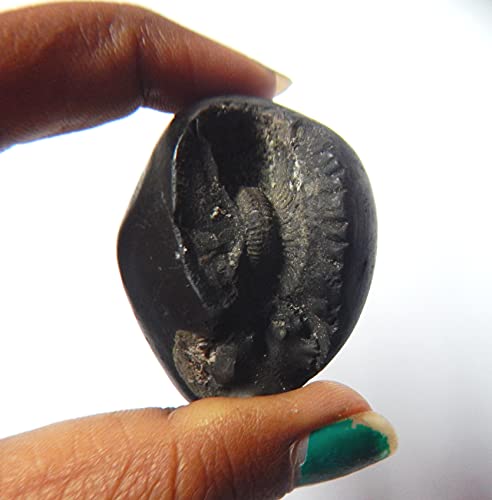 XUETZALCOATL Kurma Laxmi Navnidhi Purnachakra Purnagarbha Shaligram from Kali Gandaki