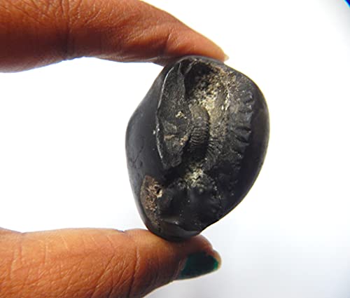 XUETZALCOATL Kurma Laxmi Navnidhi Purnachakra Purnagarbha Shaligram from Kali Gandaki