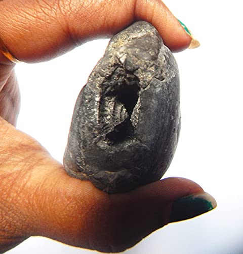 XUETZALCOATL Adwaitya Narsimha Maha Vishnu Shaligram Nepal Kali Gandaki