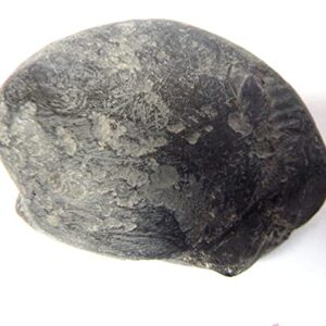 XUETZALCOATL Adwaitya Narsimha Maha Vishnu Shaligram Nepal Kali Gandaki