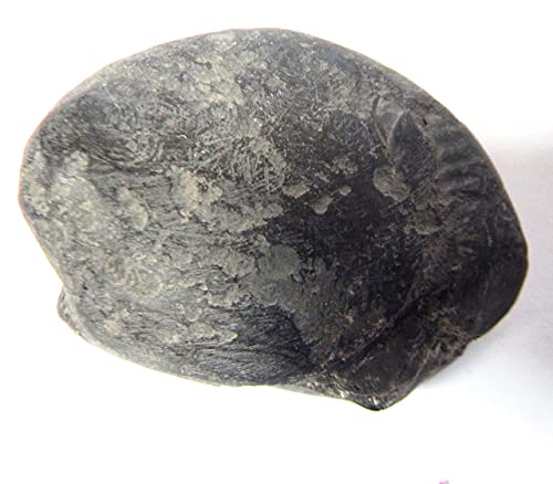 XUETZALCOATL Adwaitya Narsimha Maha Vishnu Shaligram Nepal Kali Gandaki