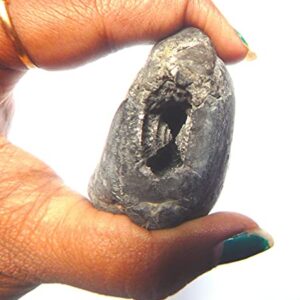 XUETZALCOATL Adwaitya Narsimha Maha Vishnu Shaligram Nepal Kali Gandaki