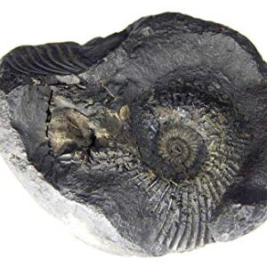 XUETZALCOATL Shatrughnah Sudarshan Shaligram 1.5cm - 2.5cm from Kali Gandaki 1 pcs