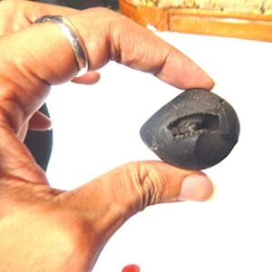 XUETZALCOATL Jyotiraadityah Sudarshan Shaligram 1.5cm - 2.5cm from Kali Gandaki 1 pcs