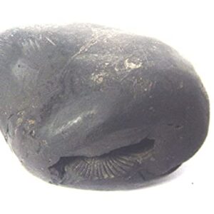 XUETZALCOATL Sacred Adwaitya Shweta Gadadhar Pandit Shaligram Nepal Kali Gandaki