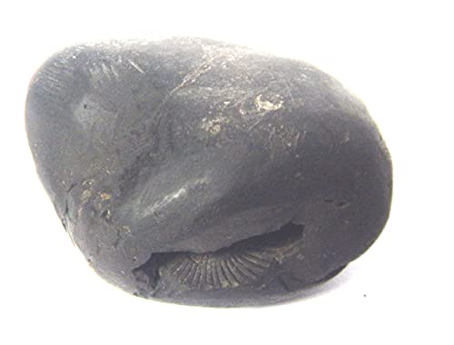 XUETZALCOATL Sacred Adwaitya Shweta Gadadhar Pandit Shaligram Nepal Kali Gandaki