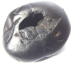 Sarovattam Narayan Purushottam Maha Vishnu Shaligram Nepal Kali Gandaki