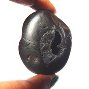 Sarovattam Narayan Purushottam Maha Vishnu Shaligram Nepal Kali Gandaki