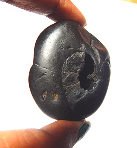 Sarovattam Narayan Purushottam Maha Vishnu Shaligram Nepal Kali Gandaki