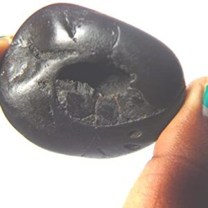 Sarovattam Narayan Purushottam Maha Vishnu Shaligram Nepal Kali Gandaki