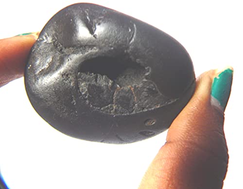 Sarovattam Narayan Purushottam Maha Vishnu Shaligram Nepal Kali Gandaki