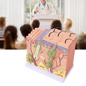 50X Skin Model Biology Education Laboratory Model Skin Model Skin Magnified Model Laboratory Skin Model for Teaching