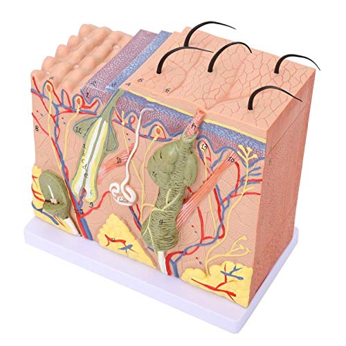 50X Skin Model Biology Education Laboratory Model Skin Model Skin Magnified Model Laboratory Skin Model for Teaching