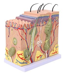 50X Skin Model Biology Education Laboratory Model Skin Model Skin Magnified Model Laboratory Skin Model for Teaching