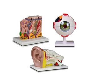 jackson global jbm-b14n elementary and high school learning package. set of three human anatomy models, eye, ear and skin | w manual