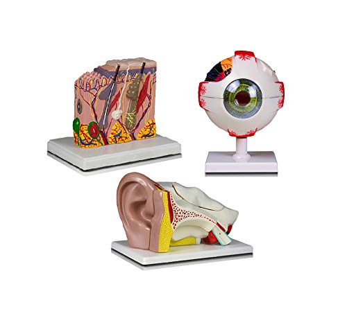 Jackson Global JBM-B14N Elementary and High School Learning Package. Set of Three Human Anatomy Models, Eye, Ear and Skin | W Manual