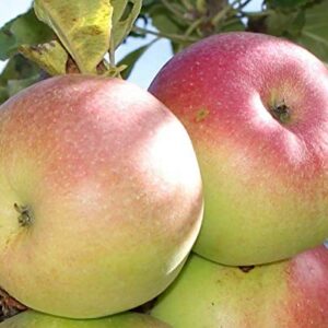 zellajake 30+ Seeds Apple Tree Seeds Mixed Varaieties,Fruit Sweet Delicious