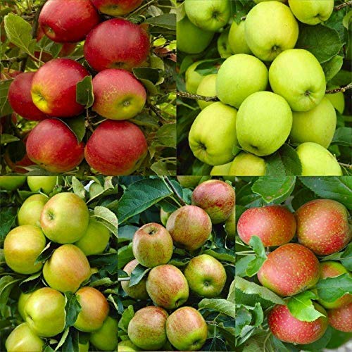 zellajake 30+ Seeds Apple Tree Seeds Mixed Varaieties,Fruit Sweet Delicious