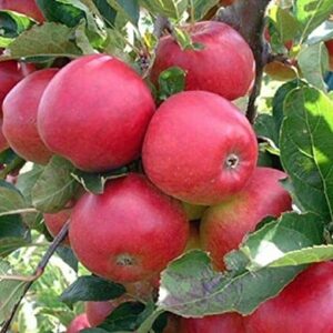 zellajake 30+ Seeds Apple Tree Seeds Mixed Varaieties,Fruit Sweet Delicious