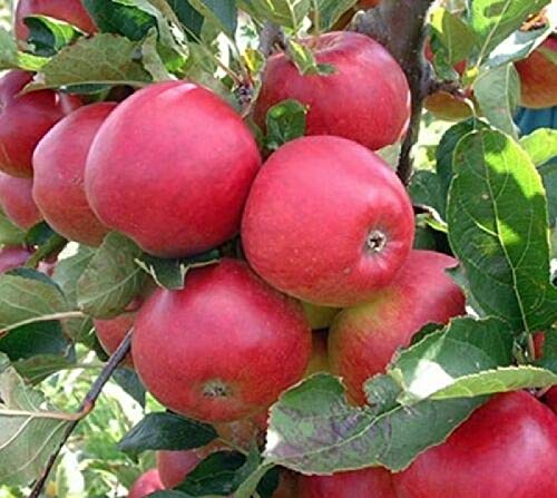 zellajake 30+ Seeds Apple Tree Seeds Mixed Varaieties,Fruit Sweet Delicious