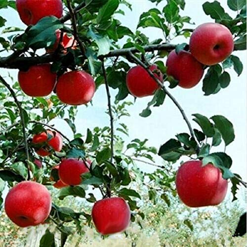 zellajake 30+ Pcs Red-Fleshed Apple Seeds Red Apple Fruit Tree Seed Garden Planting