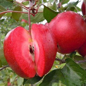 zellajake 30+ Pcs Red-Fleshed Apple Seeds Red Apple Fruit Tree Seed Garden Planting