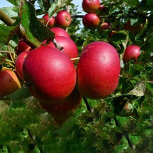 zellajake 30+ Pcs Red-Fleshed Apple Seeds Red Apple Fruit Tree Seed Garden Planting