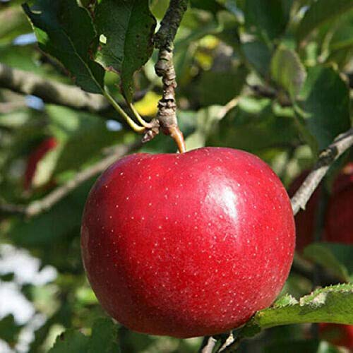 zellajake 30+ Pcs Red-Fleshed Apple Seeds Red Apple Fruit Tree Seed Garden Planting