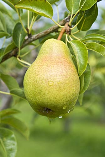 Pear Tree Seeds -8 Large Seeds - Grow Fruit Bearing Bonsai - Made in USA. Ships from Iowa