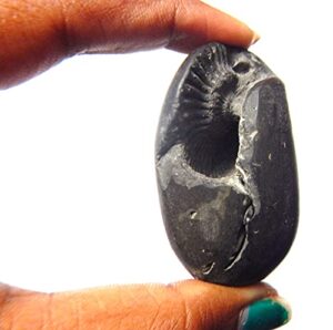 sacred adwaitya vasudev shaligram nepal kali gandaki