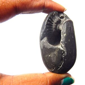 Sacred Adwaitya Vasudev Shaligram Nepal Kali Gandaki