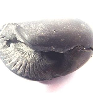 Sacred Adwaitya Vasudev Shaligram Nepal Kali Gandaki