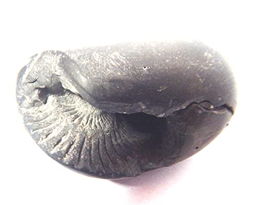 Sacred Adwaitya Vasudev Shaligram Nepal Kali Gandaki