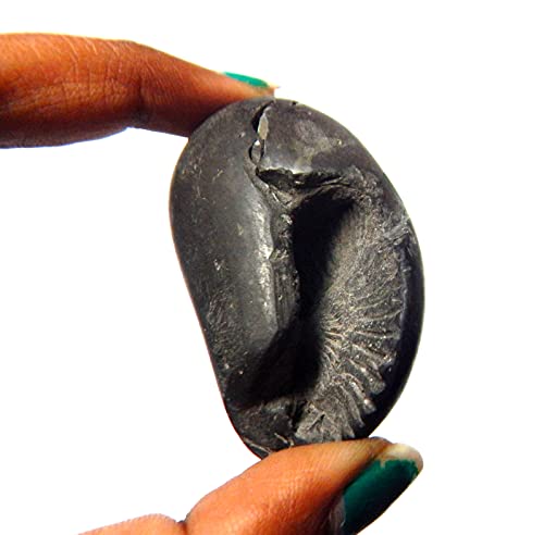 Sacred Adwaitya Vasudev Shaligram Nepal Kali Gandaki