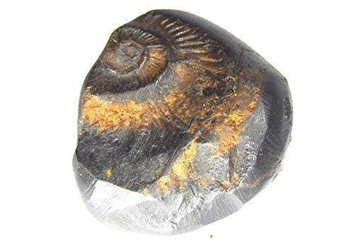 XUETZALCOATL Vrikshah Sudarshan Shaligram 1.5cm - 2.5cm from Kali Gandaki 1 pcs