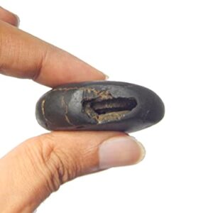 XUETZALCOATL Laxmi janardan shaligram Purnachakra Purnagarbha Shaligram Nepal Kali Gandki